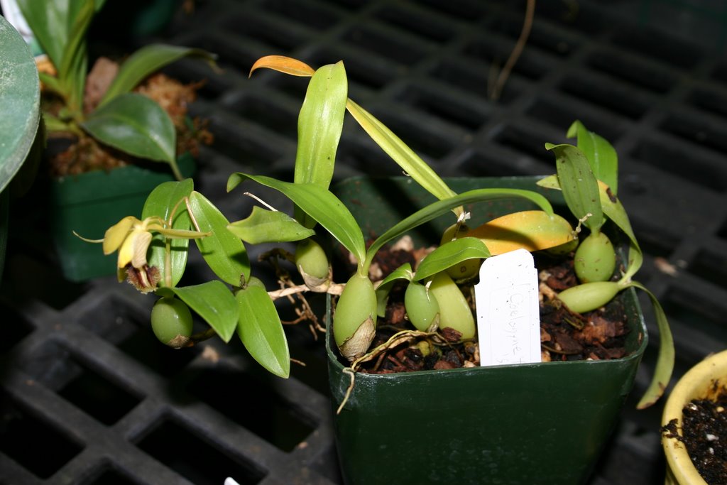 http://www.cloudjungle.com/cloudjungle/Orchidaceae/Coelogyne/coelogyne fimbriata.jpg